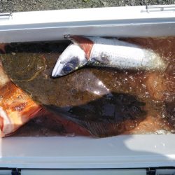 康仁丸・ジギング釣り果